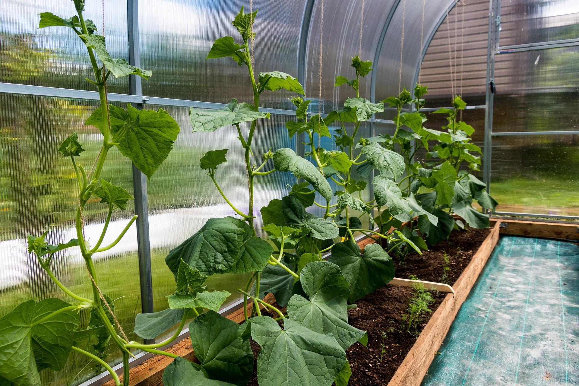 growing vegetables in a greenhouse