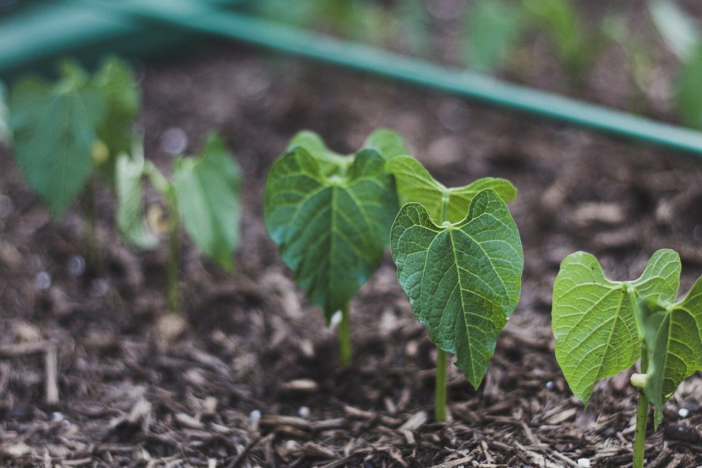 can you save money by growing a vegetable garden?