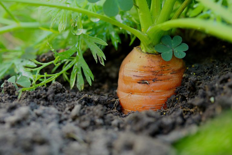 growing_carrots